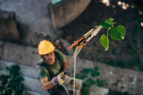  Stockton, UT Tree Service Pros